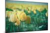 Yellow Tulip Field-null-Mounted Photographic Print