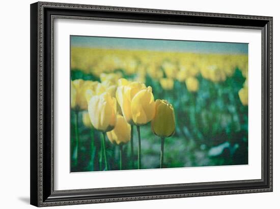 Yellow Tulip Field-null-Framed Photographic Print