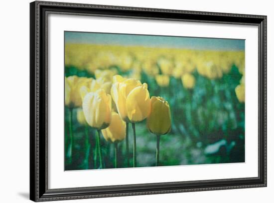 Yellow Tulip Field-null-Framed Photographic Print