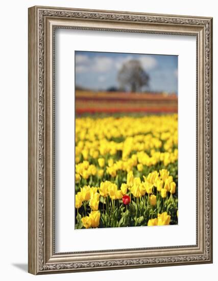 Yellow Tulip Field-Craig Tuttle-Framed Photographic Print