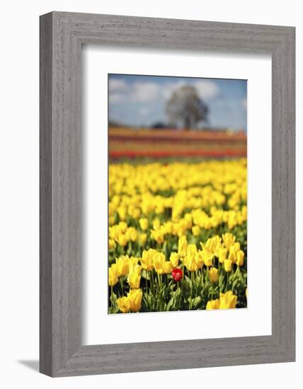 Yellow Tulip Field-Craig Tuttle-Framed Photographic Print