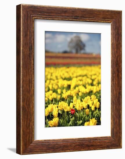 Yellow Tulip Field-Craig Tuttle-Framed Photographic Print