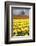 Yellow Tulip Field-Craig Tuttle-Framed Photographic Print