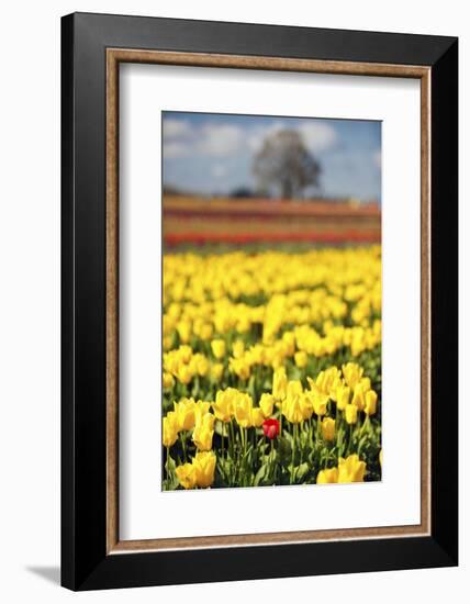 Yellow Tulip Field-Craig Tuttle-Framed Photographic Print