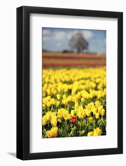 Yellow Tulip Field-Craig Tuttle-Framed Photographic Print