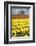 Yellow Tulip Field-Craig Tuttle-Framed Photographic Print