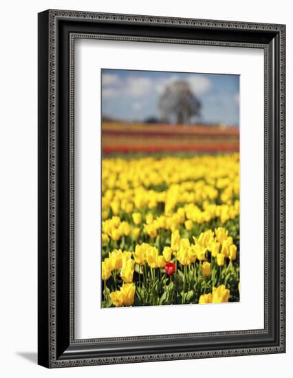 Yellow Tulip Field-Craig Tuttle-Framed Photographic Print
