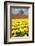 Yellow Tulip Field-Craig Tuttle-Framed Photographic Print