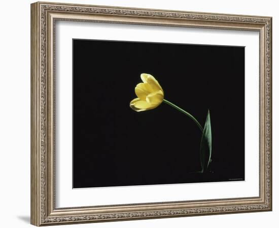 Yellow Tulip Flower, UK-Jane Burton-Framed Photographic Print