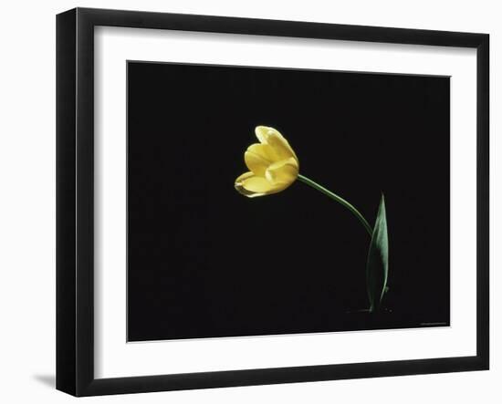 Yellow Tulip Flower, UK-Jane Burton-Framed Photographic Print