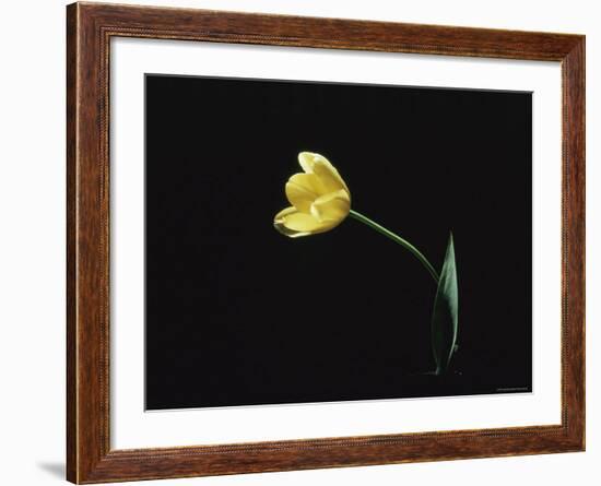 Yellow Tulip Flower, UK-Jane Burton-Framed Photographic Print