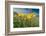 Yellow tulip in flower above Piano Grande, Umbria, Italy-Paul Harcourt Davies-Framed Photographic Print