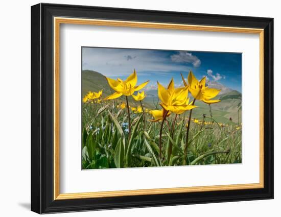 Yellow tulip in flower above Piano Grande, Umbria, Italy-Paul Harcourt Davies-Framed Photographic Print