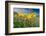 Yellow tulip in flower above Piano Grande, Umbria, Italy-Paul Harcourt Davies-Framed Photographic Print