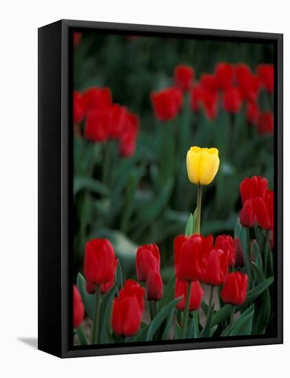 Yellow Tulip, Skagit Valley, Washington, USA-William Sutton-Framed Premier Image Canvas