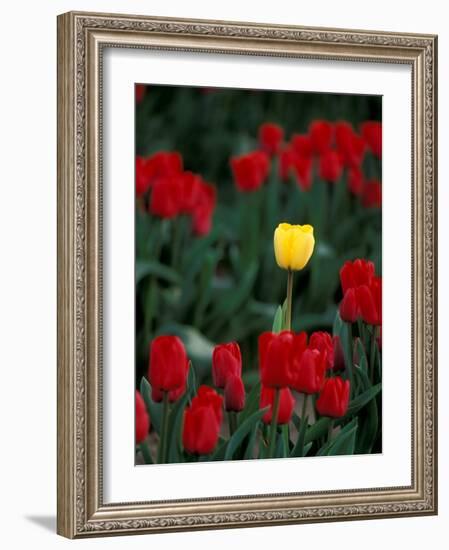 Yellow Tulip, Skagit Valley, Washington, USA-William Sutton-Framed Photographic Print