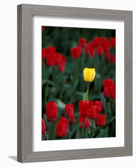 Yellow Tulip, Skagit Valley, Washington, USA-William Sutton-Framed Photographic Print