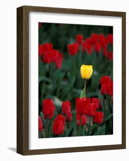 Yellow Tulip, Skagit Valley, Washington, USA-William Sutton-Framed Photographic Print