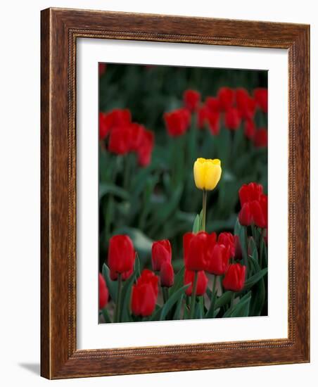 Yellow Tulip, Skagit Valley, Washington, USA-William Sutton-Framed Photographic Print