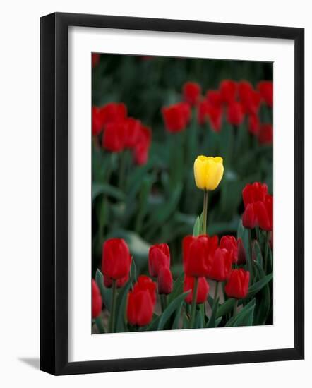 Yellow Tulip, Skagit Valley, Washington, USA-William Sutton-Framed Photographic Print