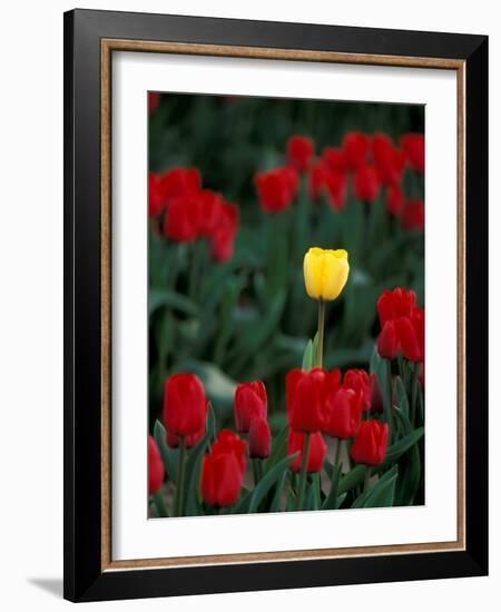 Yellow Tulip, Skagit Valley, Washington, USA-William Sutton-Framed Photographic Print