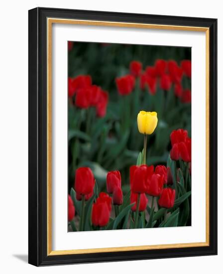 Yellow Tulip, Skagit Valley, Washington, USA-William Sutton-Framed Photographic Print