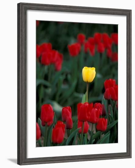 Yellow Tulip, Skagit Valley, Washington, USA-William Sutton-Framed Photographic Print