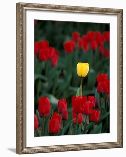 Yellow Tulip, Skagit Valley, Washington, USA-William Sutton-Framed Photographic Print
