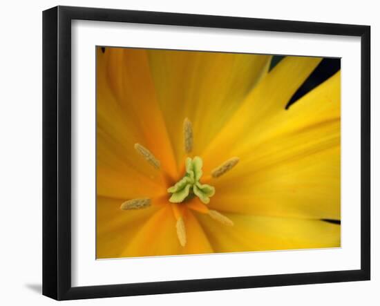 Yellow Tulip Study-Anna Miller-Framed Photographic Print