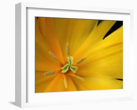 Yellow Tulip Study-Anna Miller-Framed Photographic Print