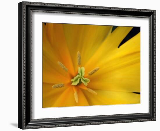 Yellow Tulip Study-Anna Miller-Framed Photographic Print