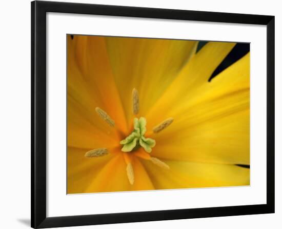 Yellow Tulip Study-Anna Miller-Framed Photographic Print