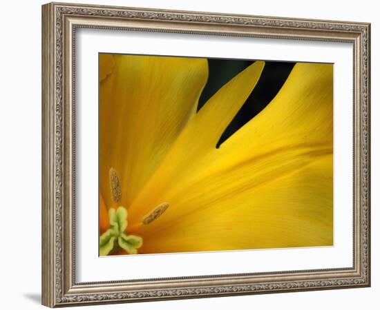 Yellow Tulip Study-Anna Miller-Framed Photographic Print