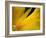 Yellow Tulip Study-Anna Miller-Framed Photographic Print