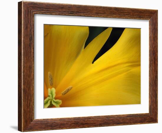 Yellow Tulip Study-Anna Miller-Framed Photographic Print