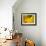 Yellow Tulip Study-Anna Miller-Framed Photographic Print displayed on a wall