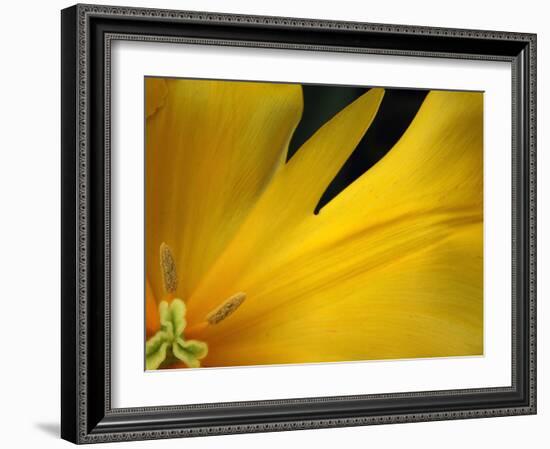 Yellow Tulip Study-Anna Miller-Framed Photographic Print