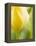 Yellow Tulip-Brent Bergherm-Framed Premier Image Canvas