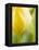 Yellow Tulip-Brent Bergherm-Framed Premier Image Canvas