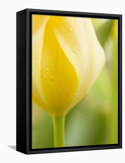 Yellow Tulip-Brent Bergherm-Framed Premier Image Canvas