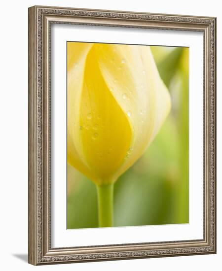 Yellow Tulip-Brent Bergherm-Framed Photographic Print