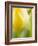 Yellow Tulip-Brent Bergherm-Framed Photographic Print