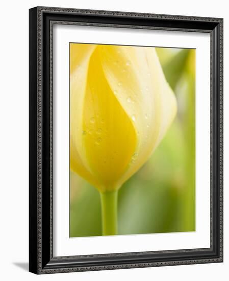 Yellow Tulip-Brent Bergherm-Framed Photographic Print