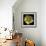 Yellow Tulip-Magda Indigo-Framed Premium Photographic Print displayed on a wall