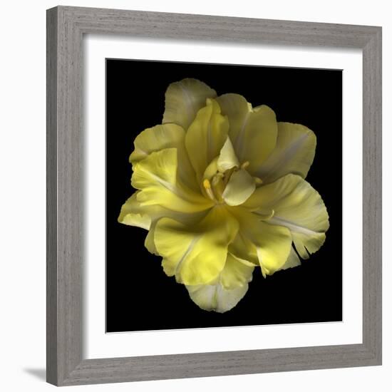 Yellow Tulip-Magda Indigo-Framed Premium Photographic Print