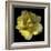 Yellow Tulip-Magda Indigo-Framed Photographic Print