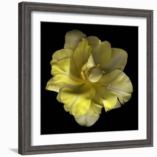 Yellow Tulip-Magda Indigo-Framed Photographic Print