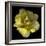 Yellow Tulip-Magda Indigo-Framed Photographic Print