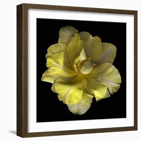 Yellow Tulip-Magda Indigo-Framed Photographic Print