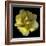 Yellow Tulip-Magda Indigo-Framed Photographic Print